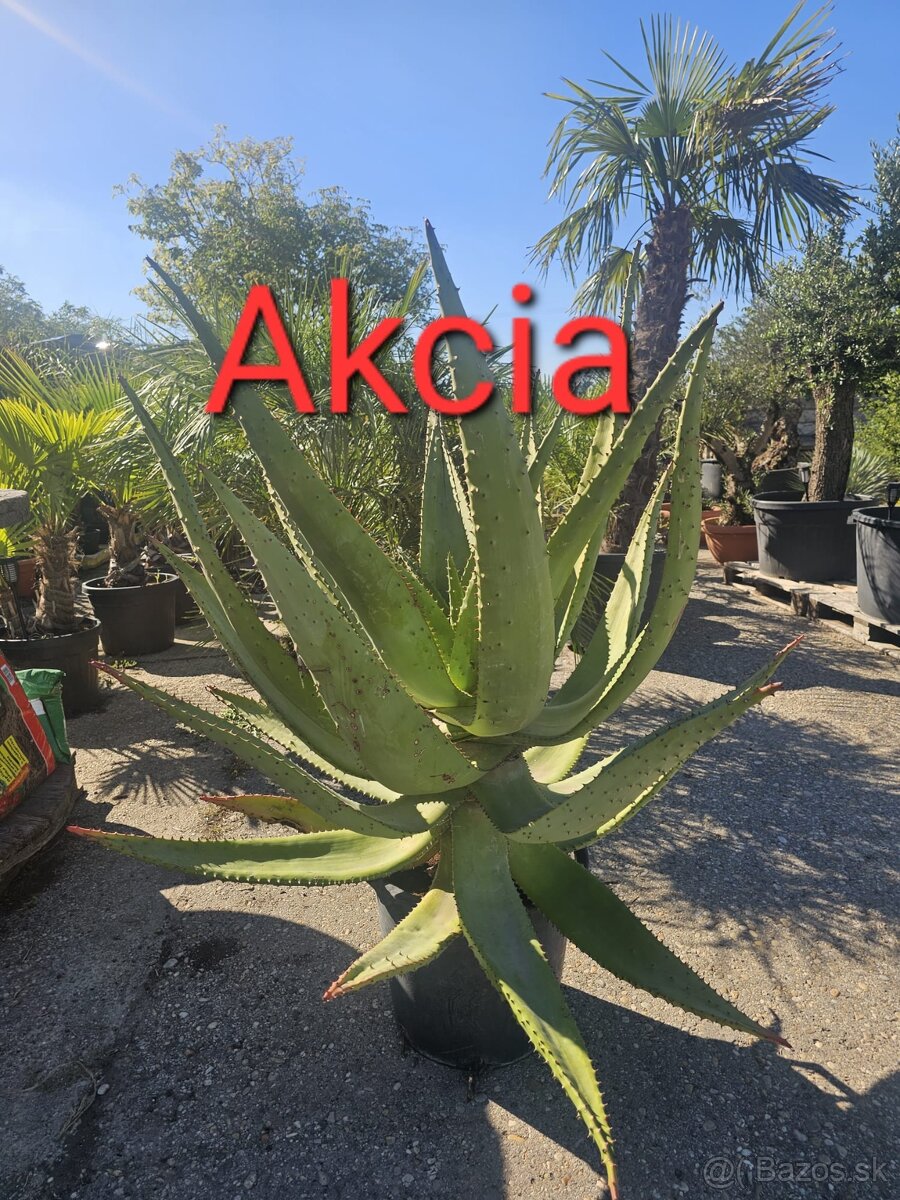 Citrusy palmy olivovniky bananovniky juky agave