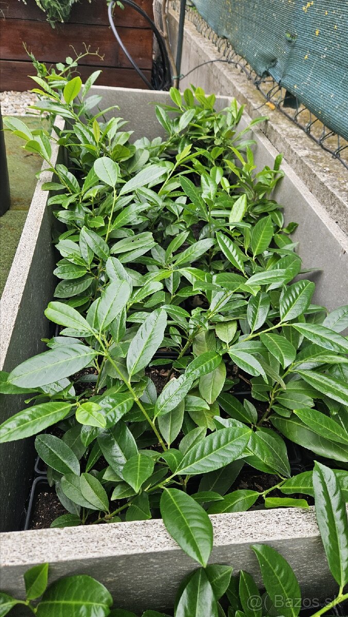 Vavrinovec lekársky - novita