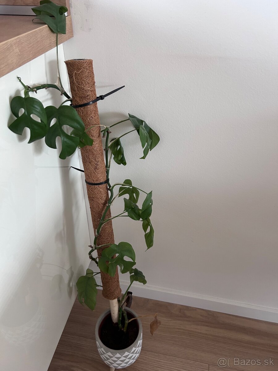 Izbové rastliny menšie