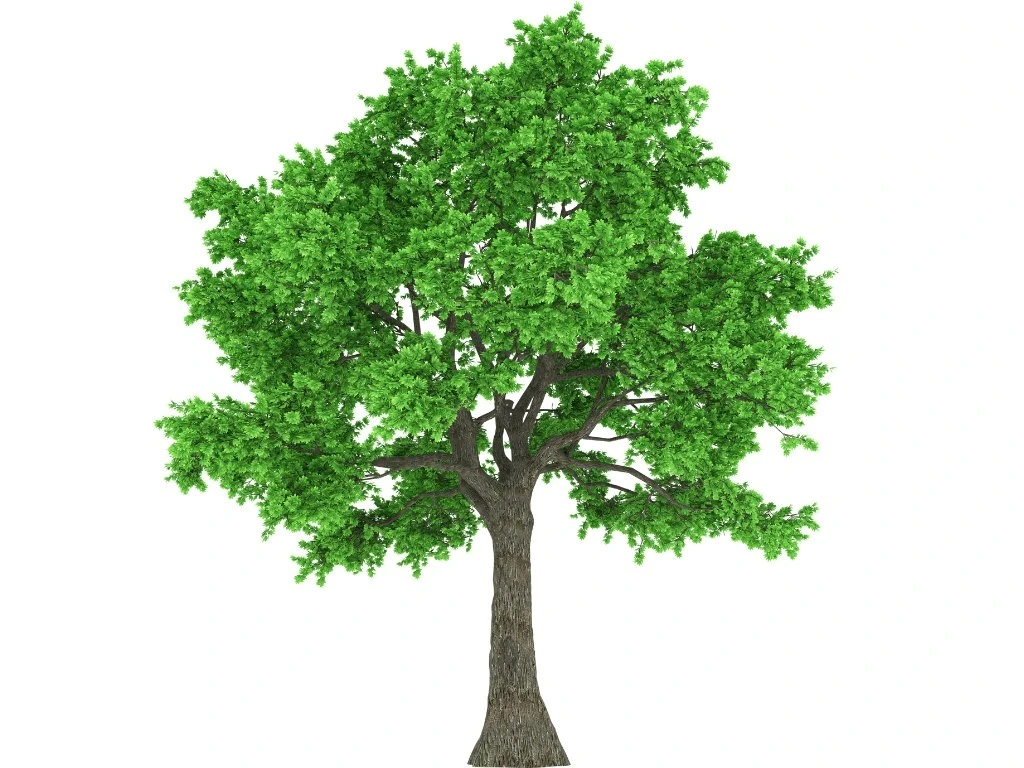 Predám lesný pozemok 10 000 m2