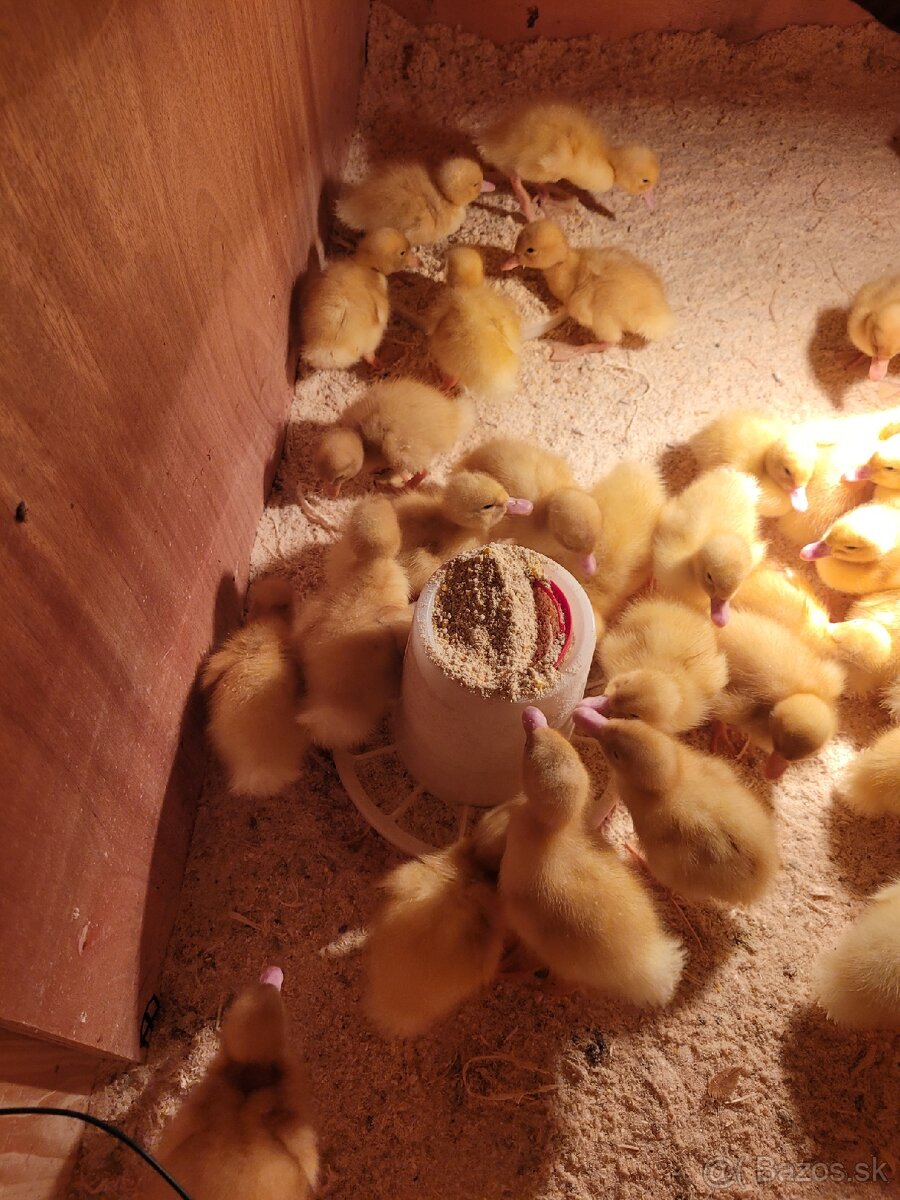 Brojlerove pekingske kačice