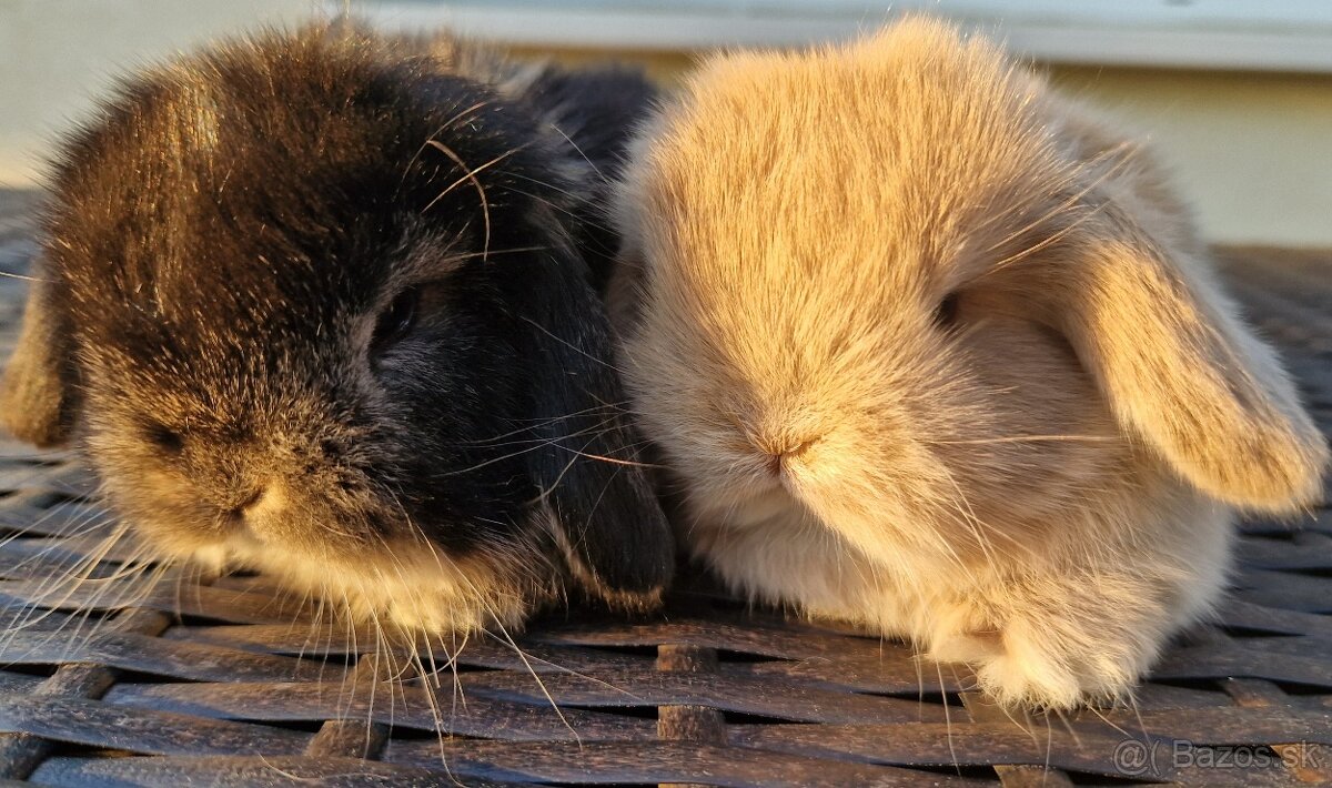 Mláďatká - zakrsle barančeky Minilop