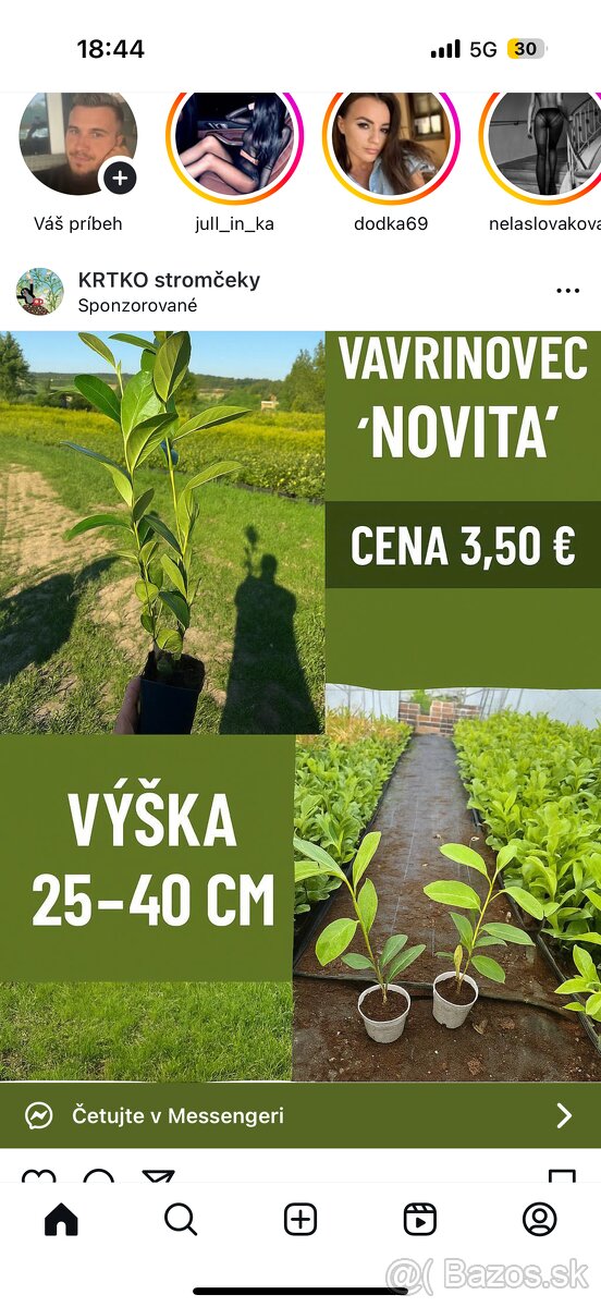 Vavrínovec 20-35cm v kochlikoch