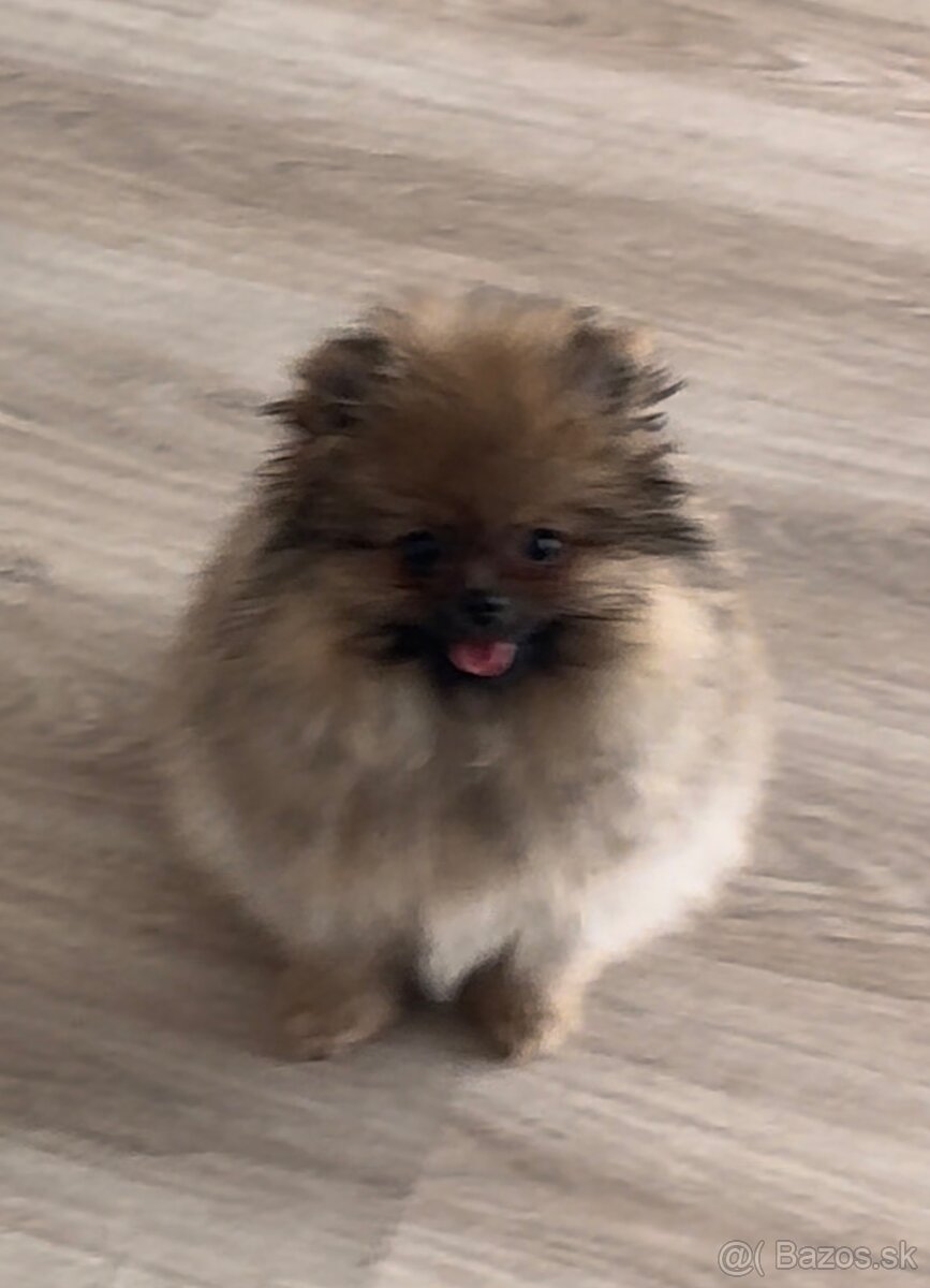 Pomeranian s PP FCI