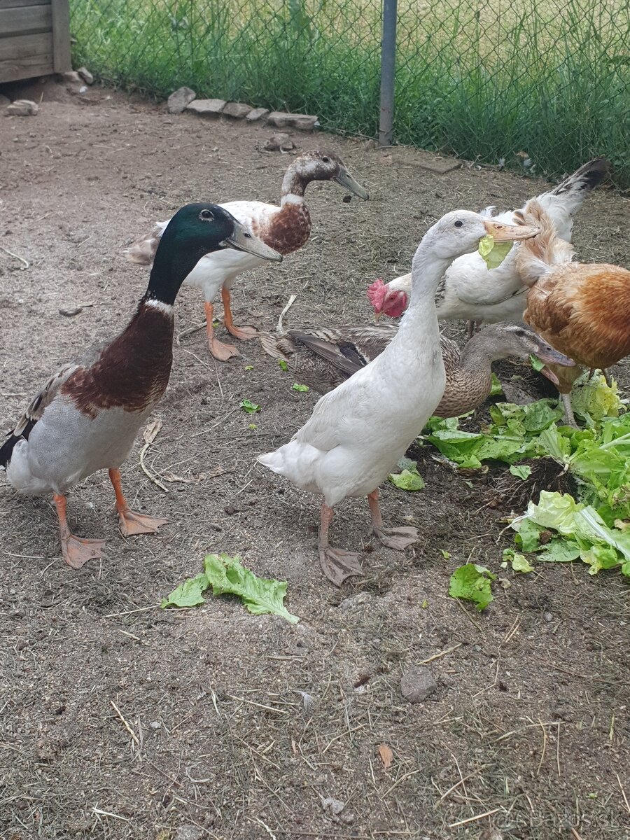 Indicky bezec