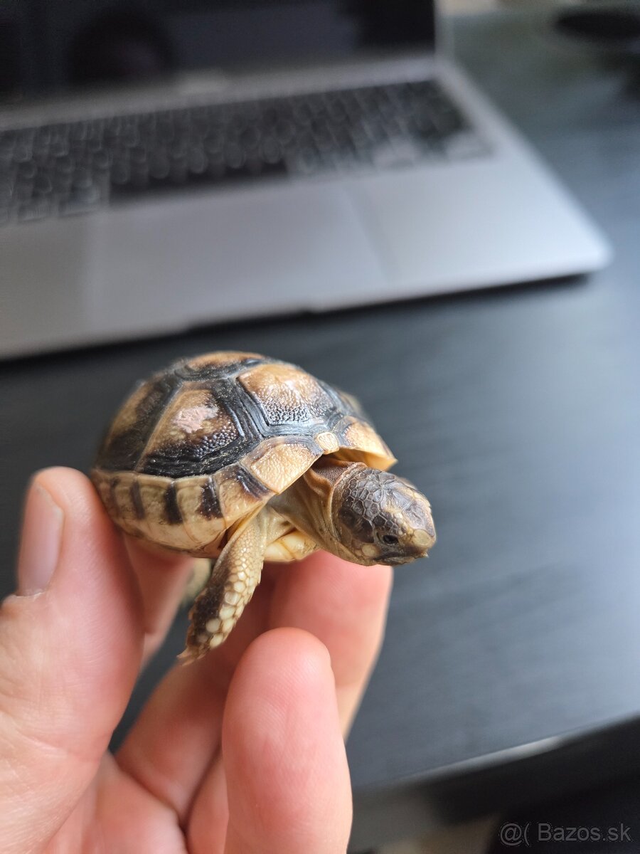 Suchozemska korytnačka obrubena/zltocierna/marginata