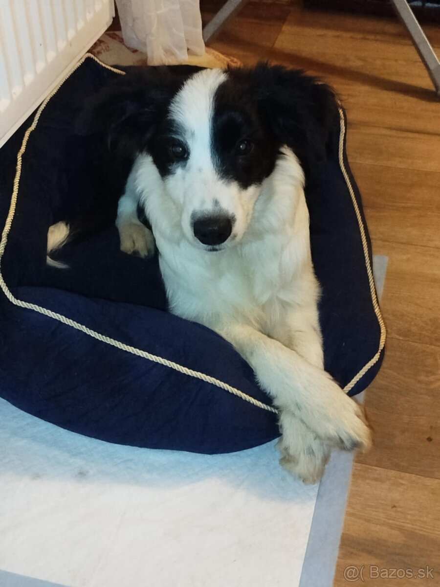 SÚRNE HLADÁME DOMOV PRE AKTÍVNU BORDÍKU ❤️