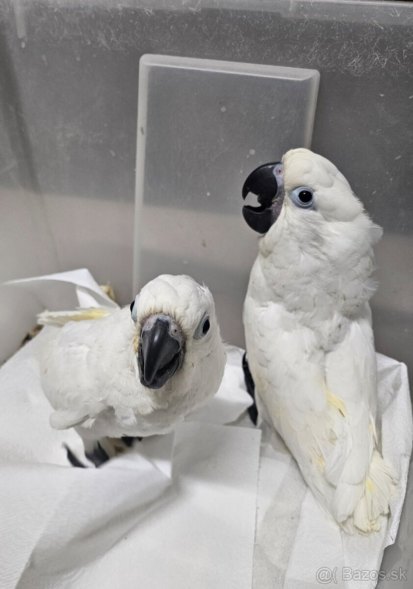 Kakadu biely alba 2.0