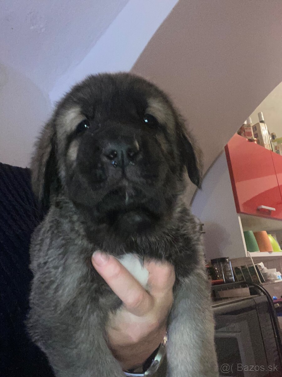 Španělský mastin štěňátka k odběru od 20.1.