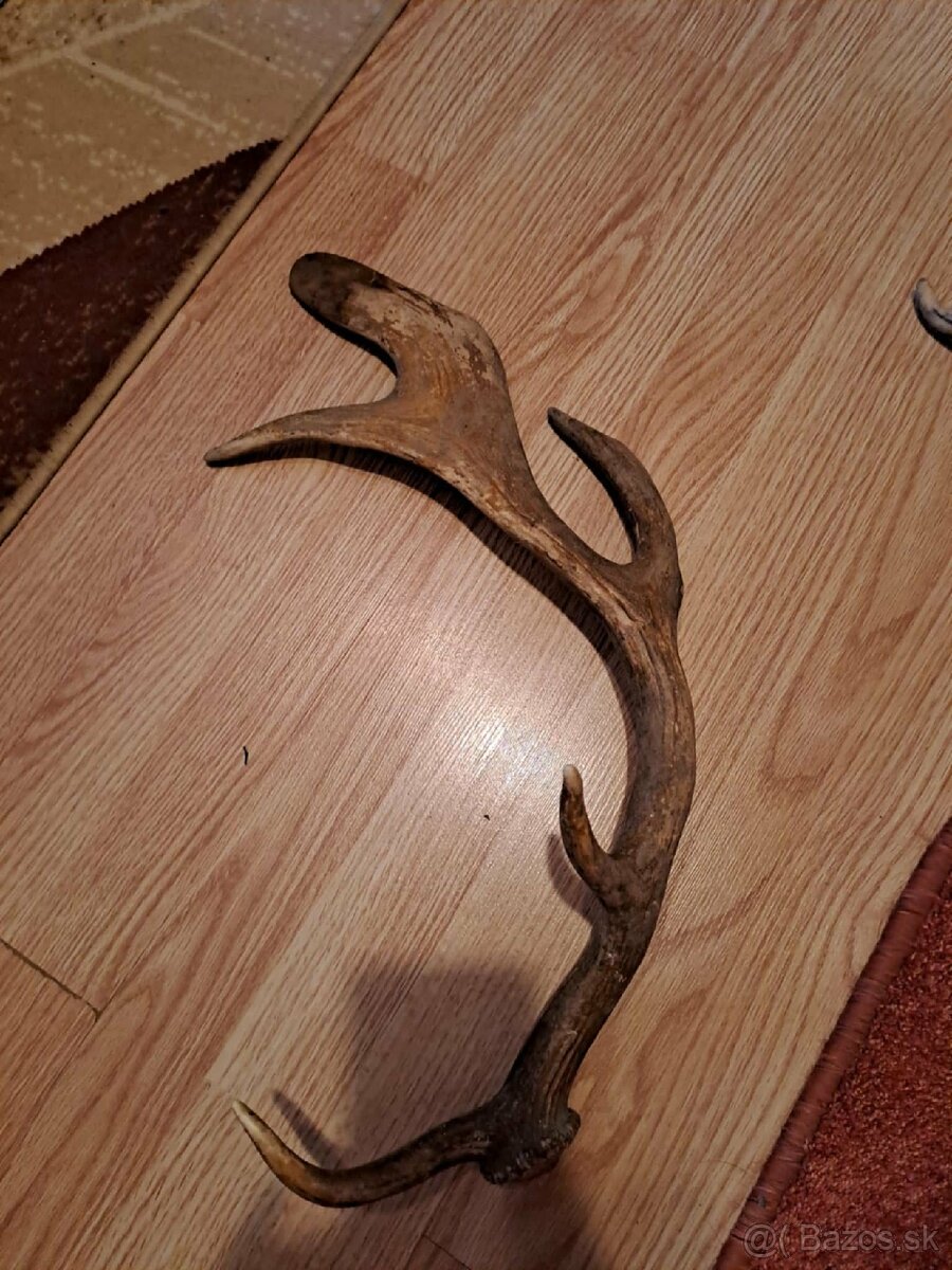 Predám parožie zhody