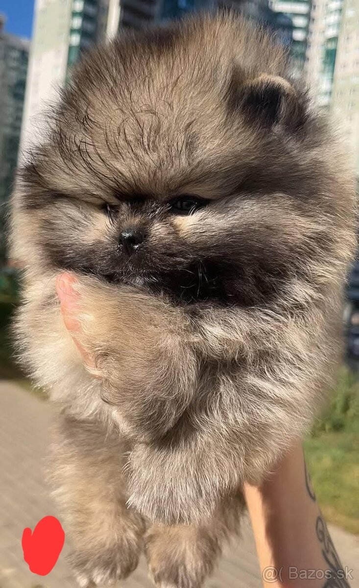 Pomeranian orange