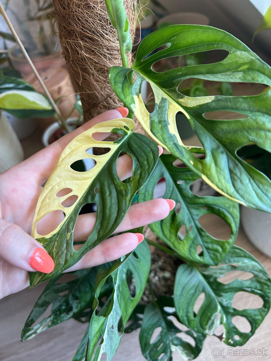 Izbové rastliny monstera