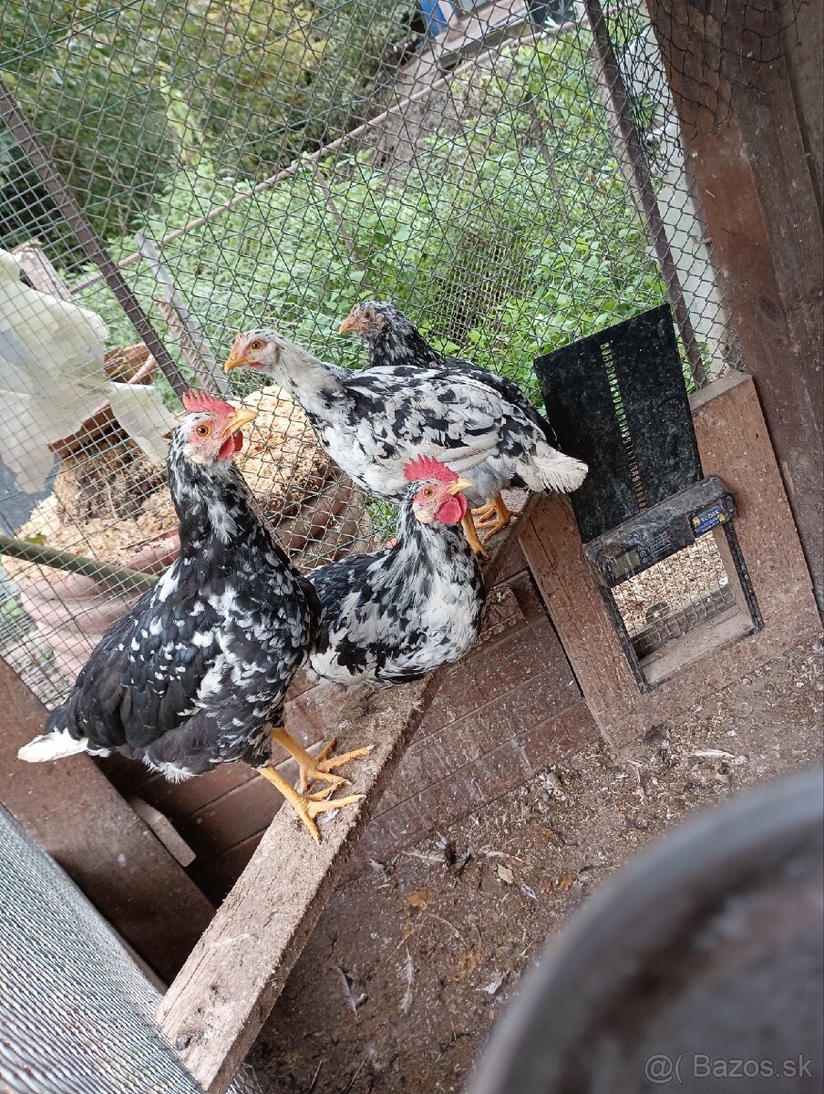 Leghorn Excheqer