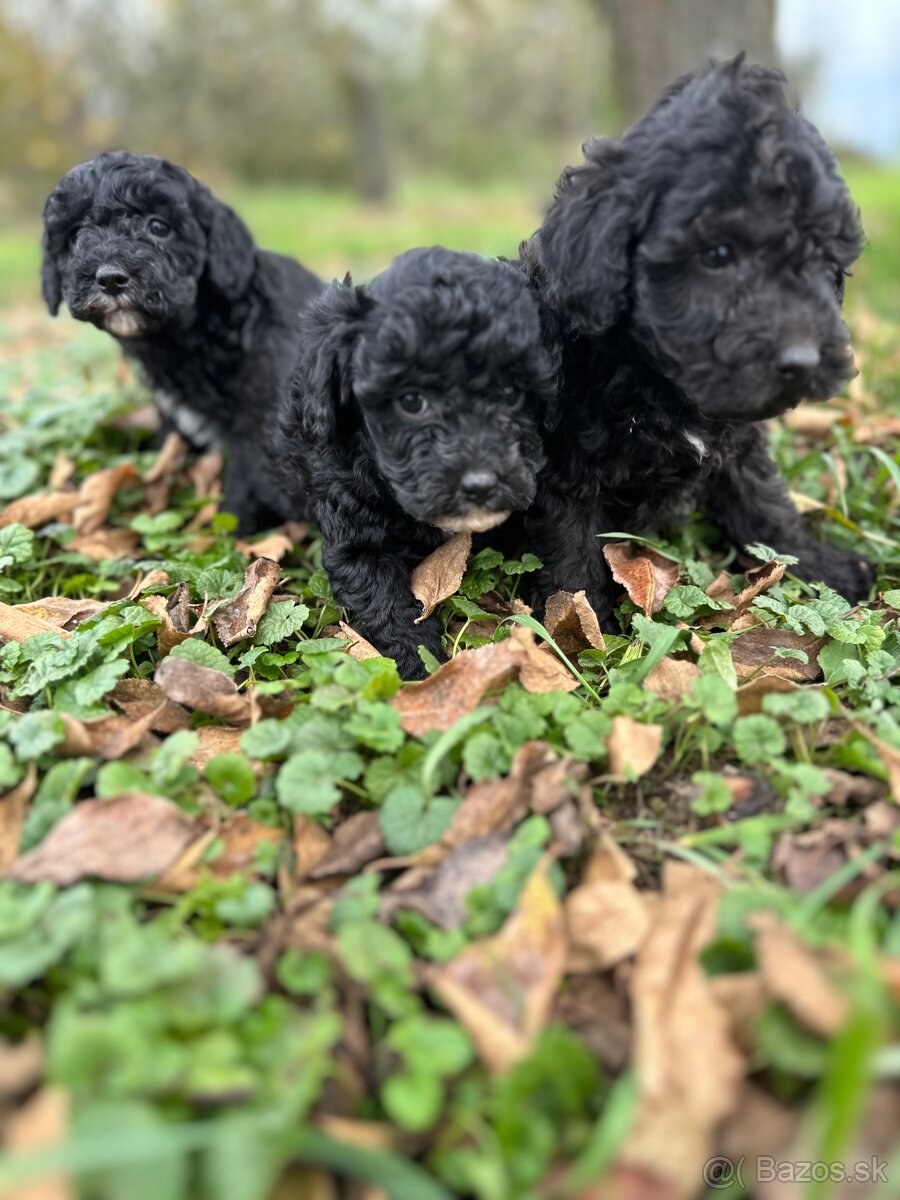 Pudel trpasličí šteniatka