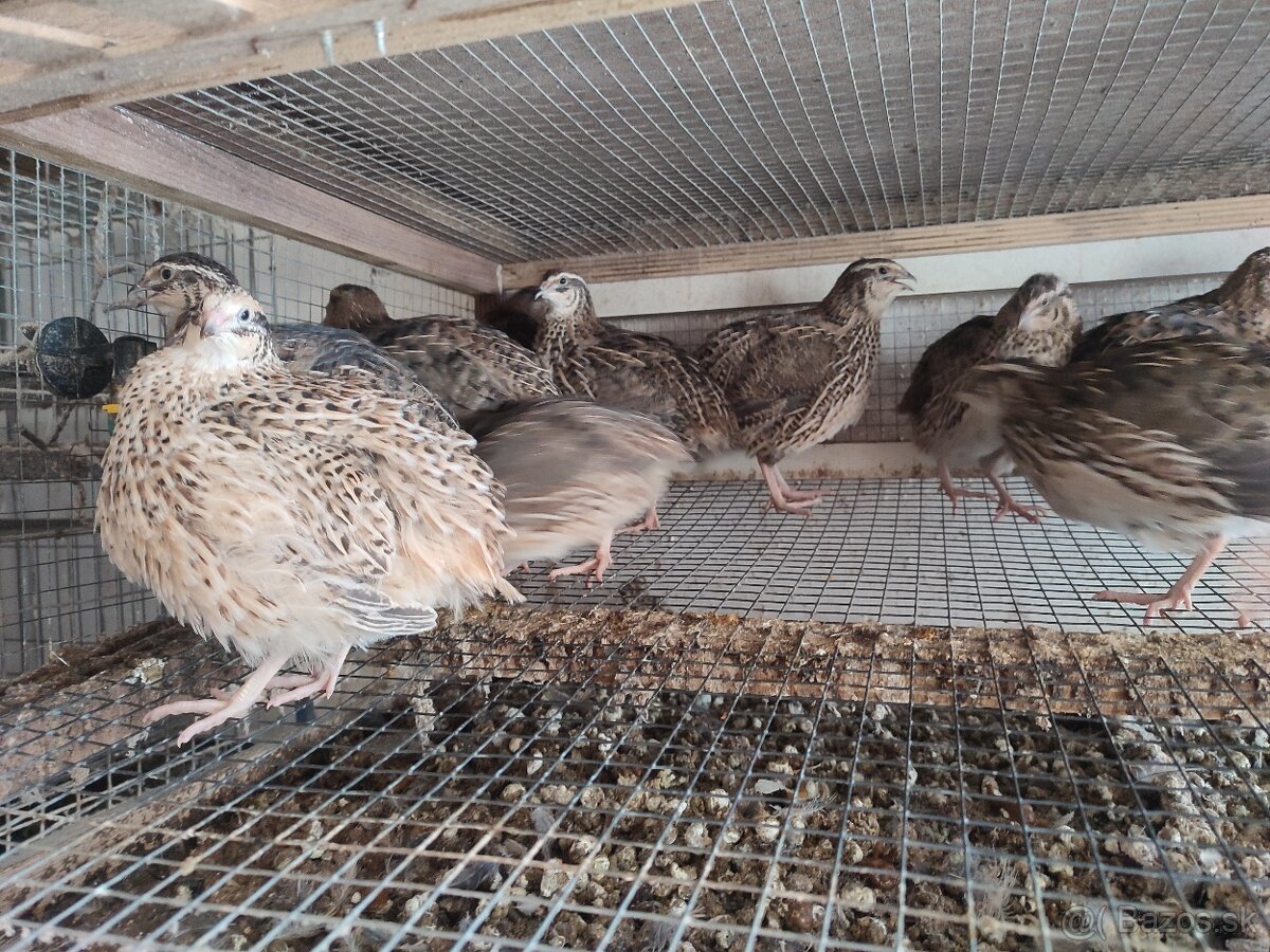 Kohúty japonskej prepelice