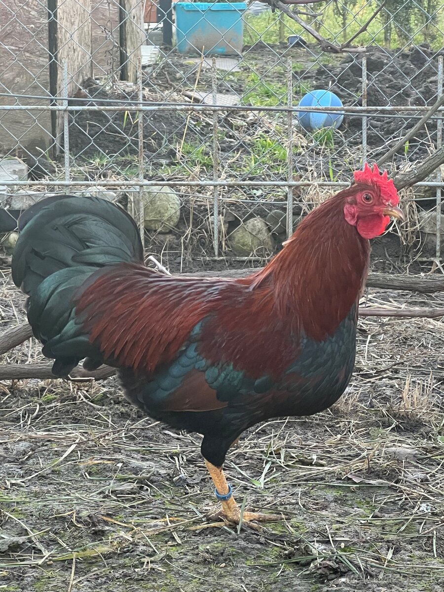 Velsumka zdrobnelá hrdz. jarabičia