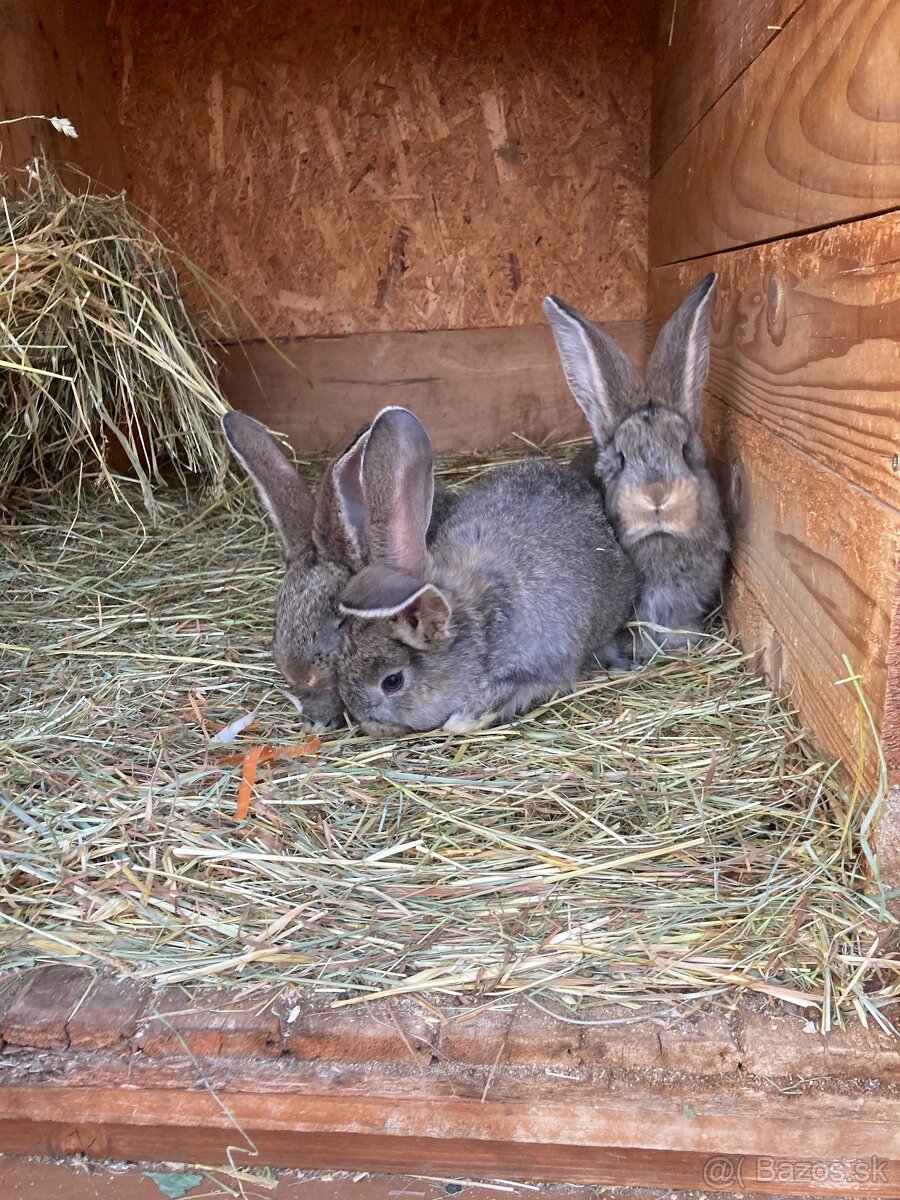 Zajace,kraliky,belgicky obor
