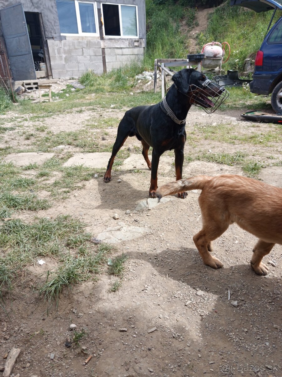 Doberman