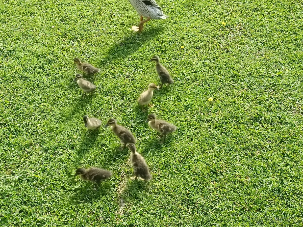 Indicky bežec
