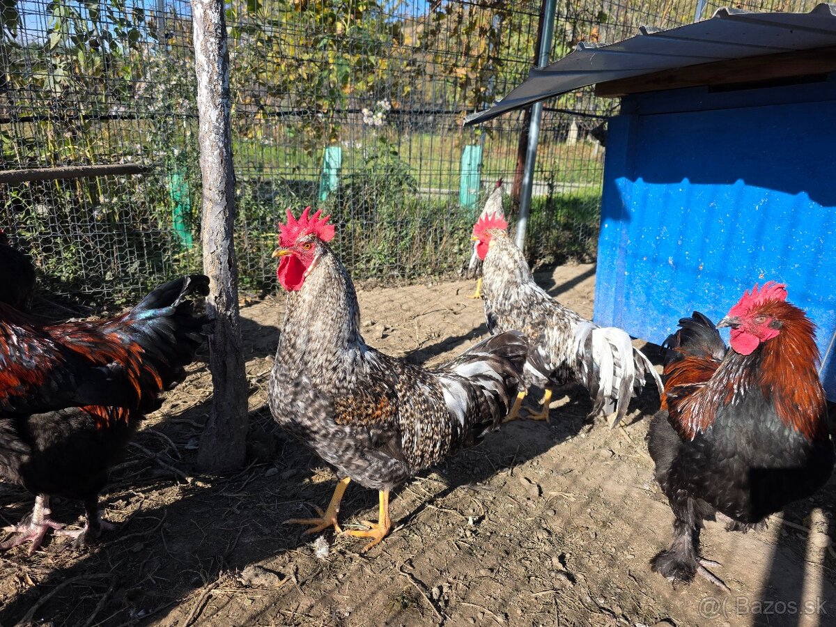 Cream legbar x vlaška exchequer - kohúty
