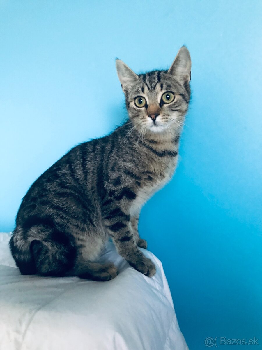 VERONIKA SI HĽADÁ DOMOV VO VNÚTRI