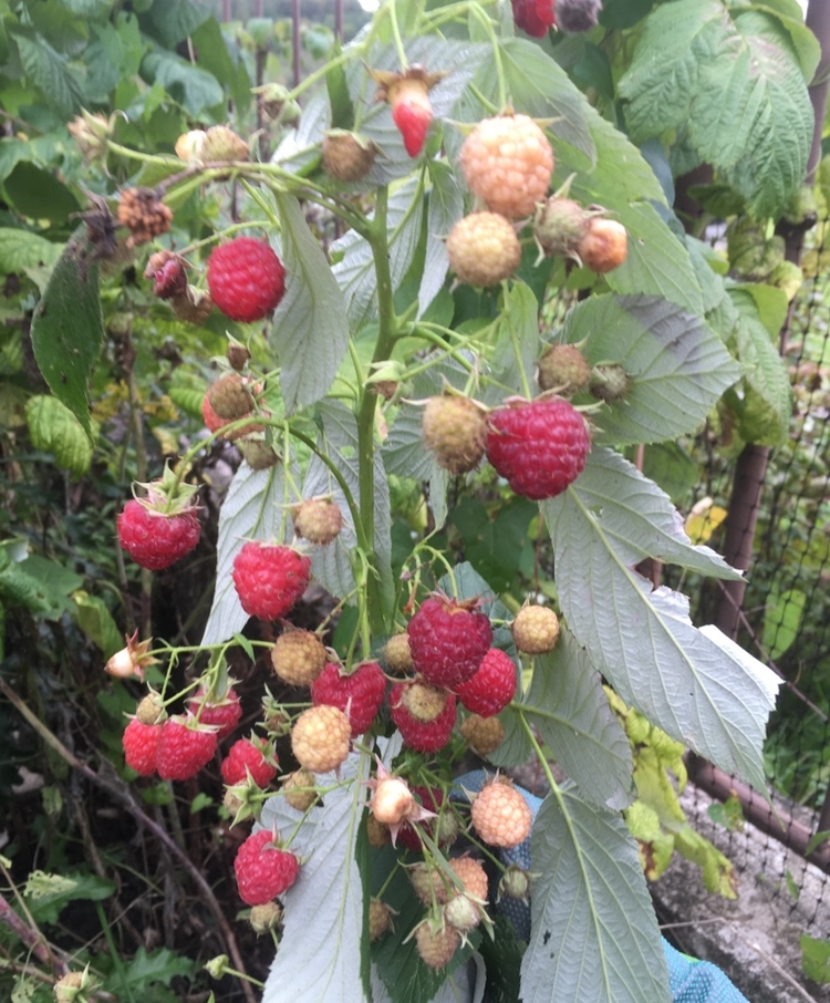 Remontantna malina Heritage