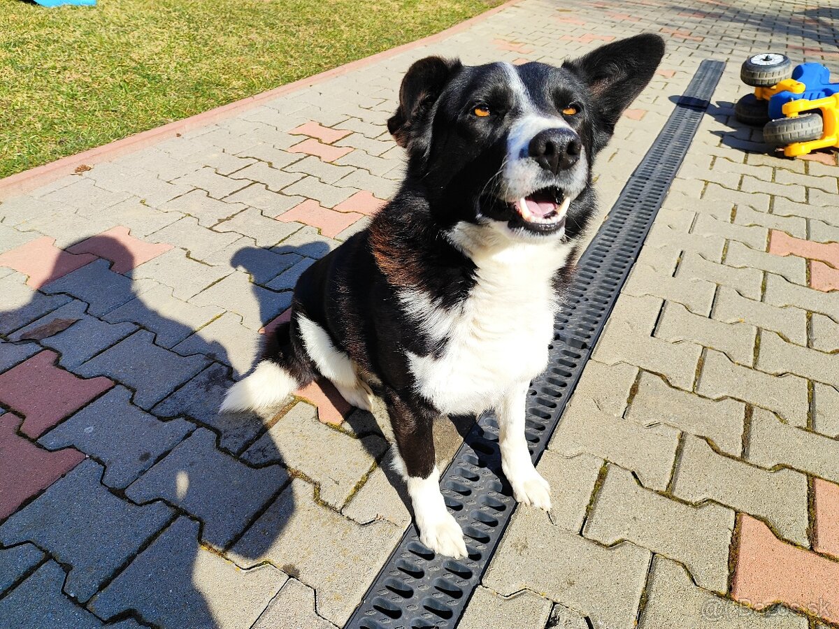 Predám border koliu pes