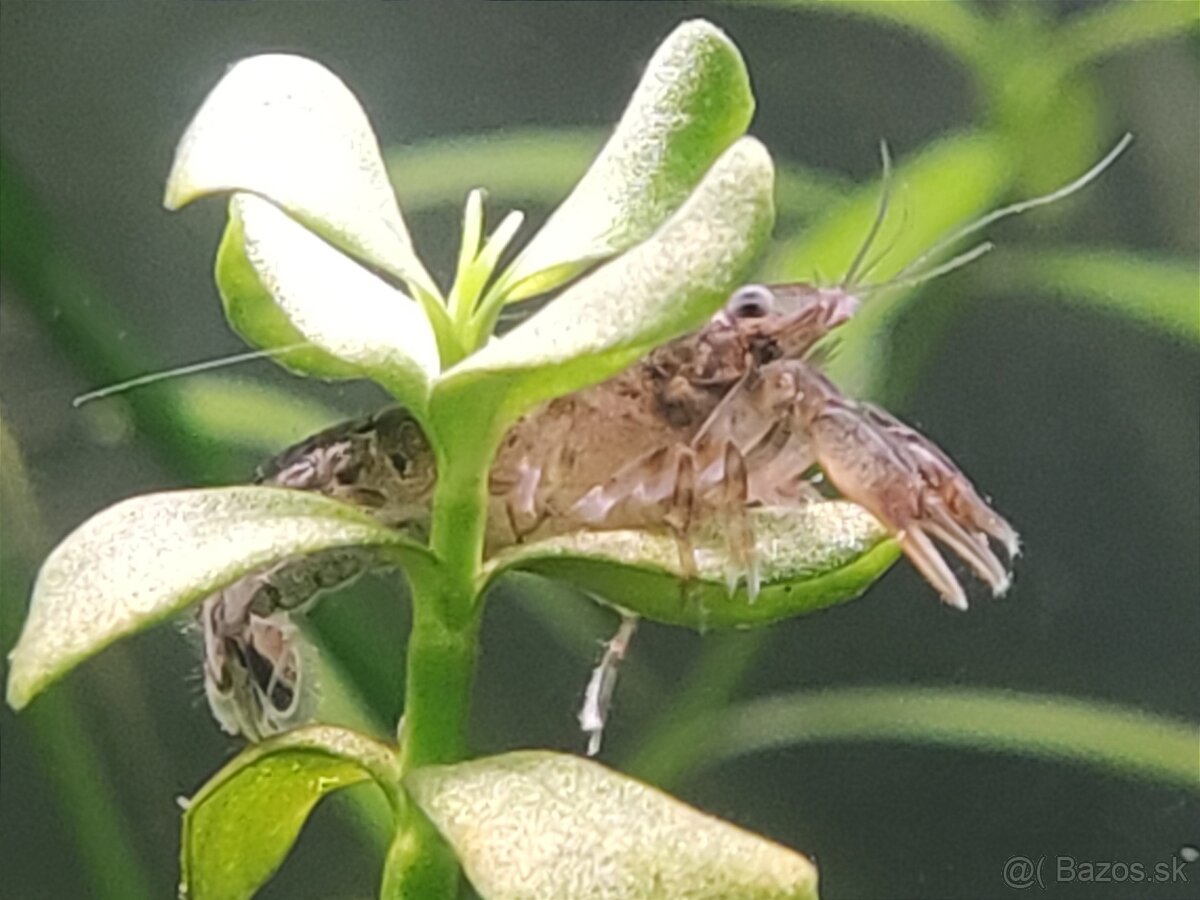 Cambarellus Diminutus - Mini ráčiky