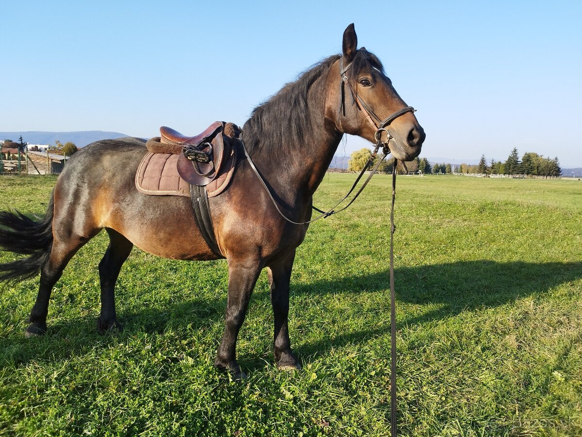 Norická kobyla 10 r.