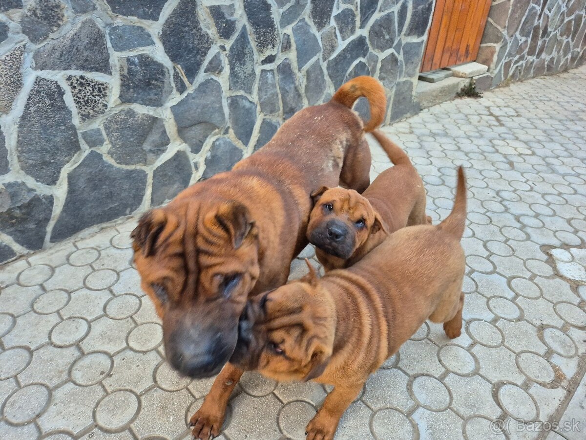 ▶️ SHAR-PEI
