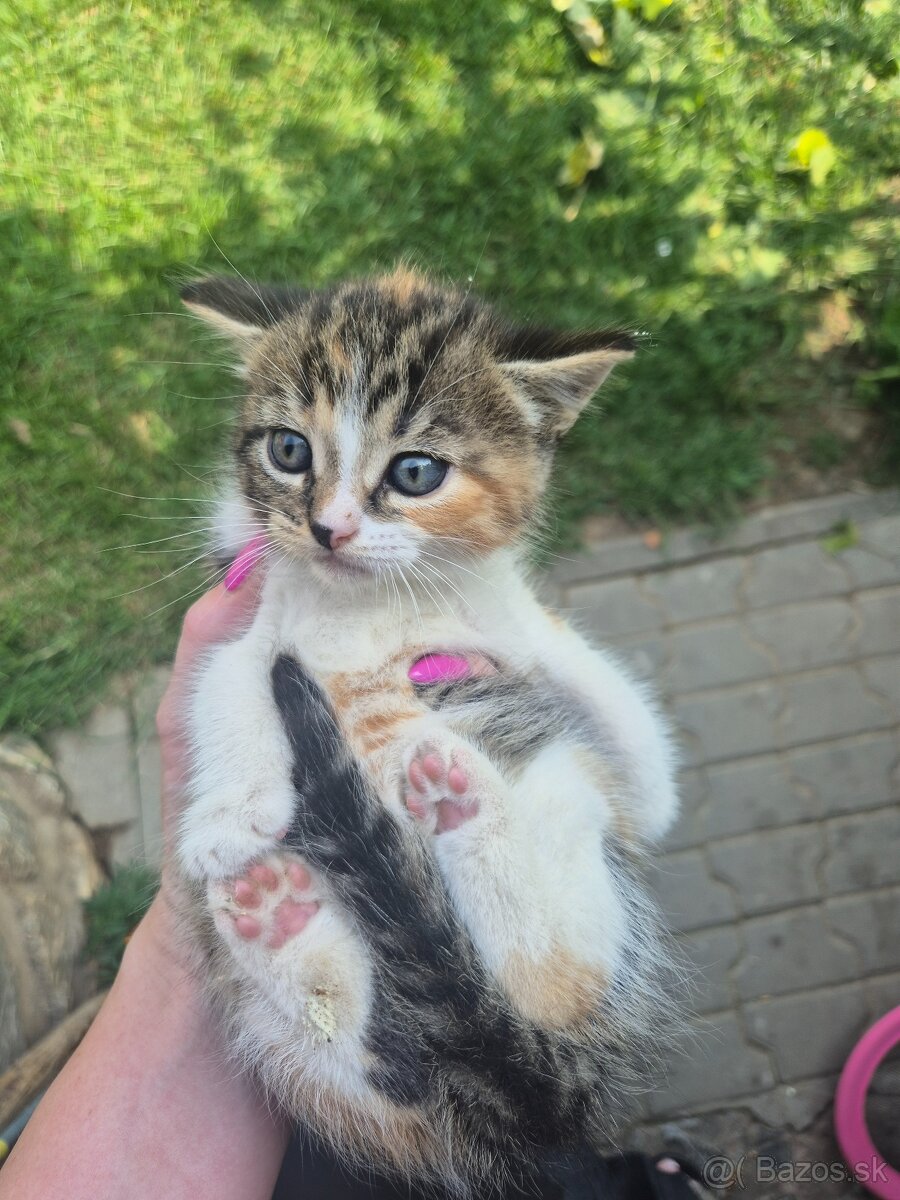 Mačiatka s dlhšou srsťou