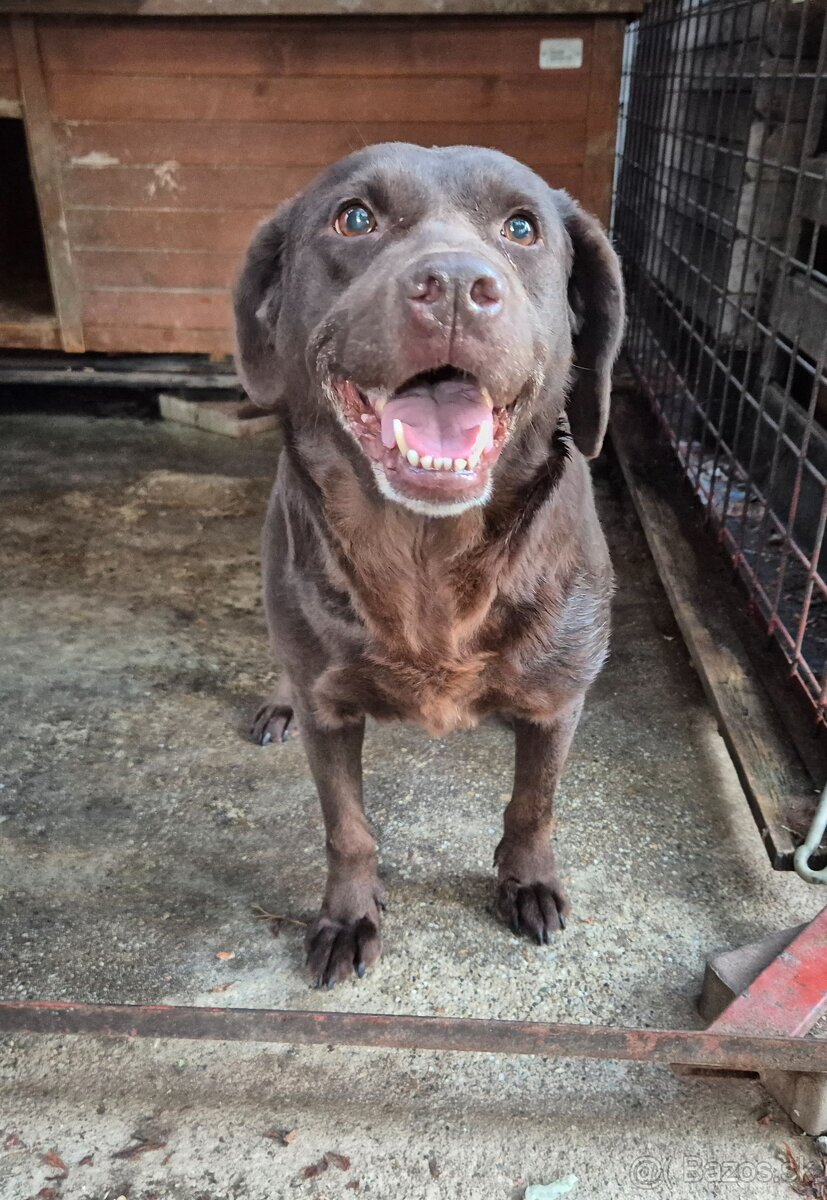 Labrador 6r.