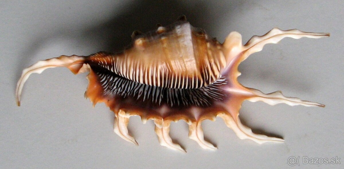 Lambis scorpius