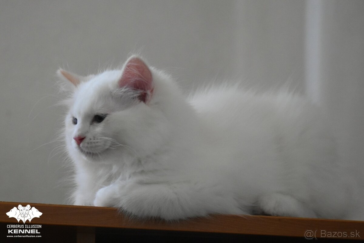 Ragdoll s PP