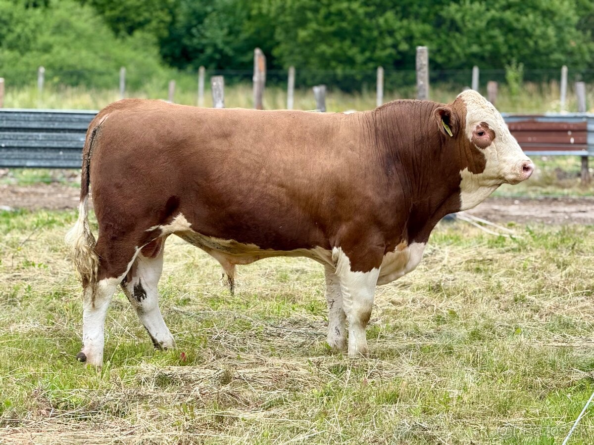 Plemenný býk Mäsový simentál PREDANÝ