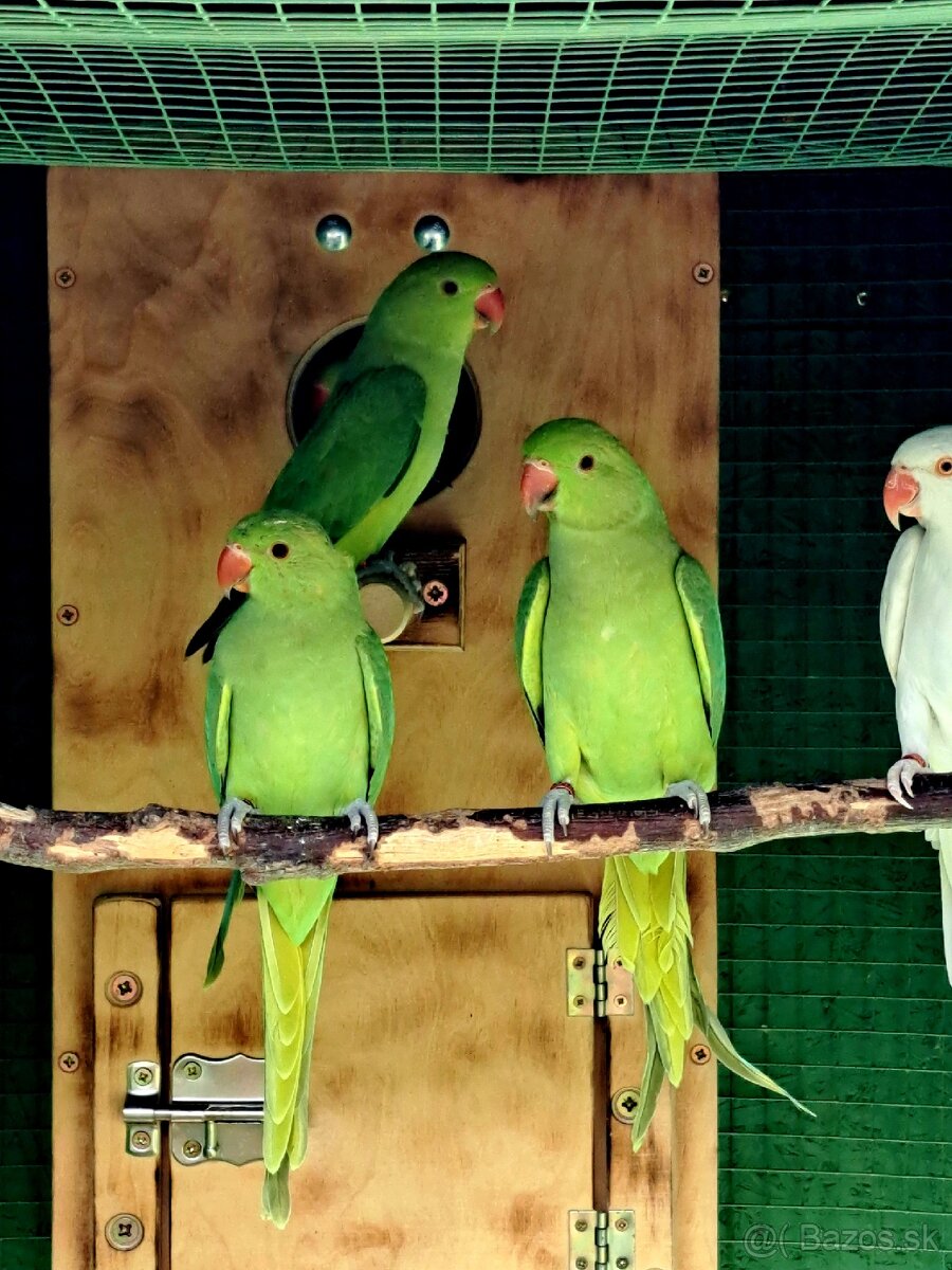 Alexander malý zelený PREDÁM/VYMENÍM