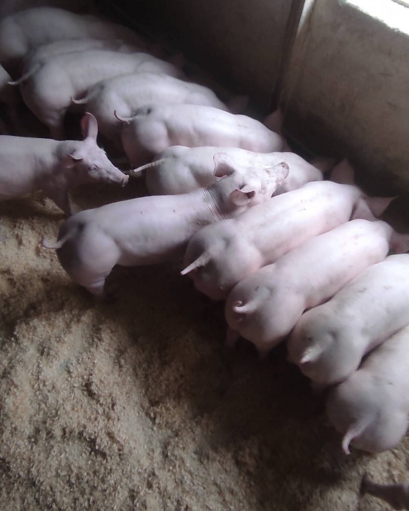 Odstavčata Pietrain