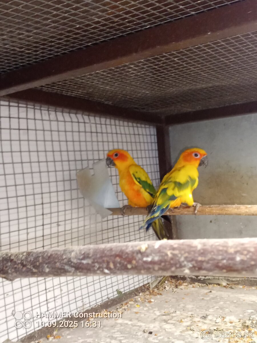 Aratinga slnečná pár.