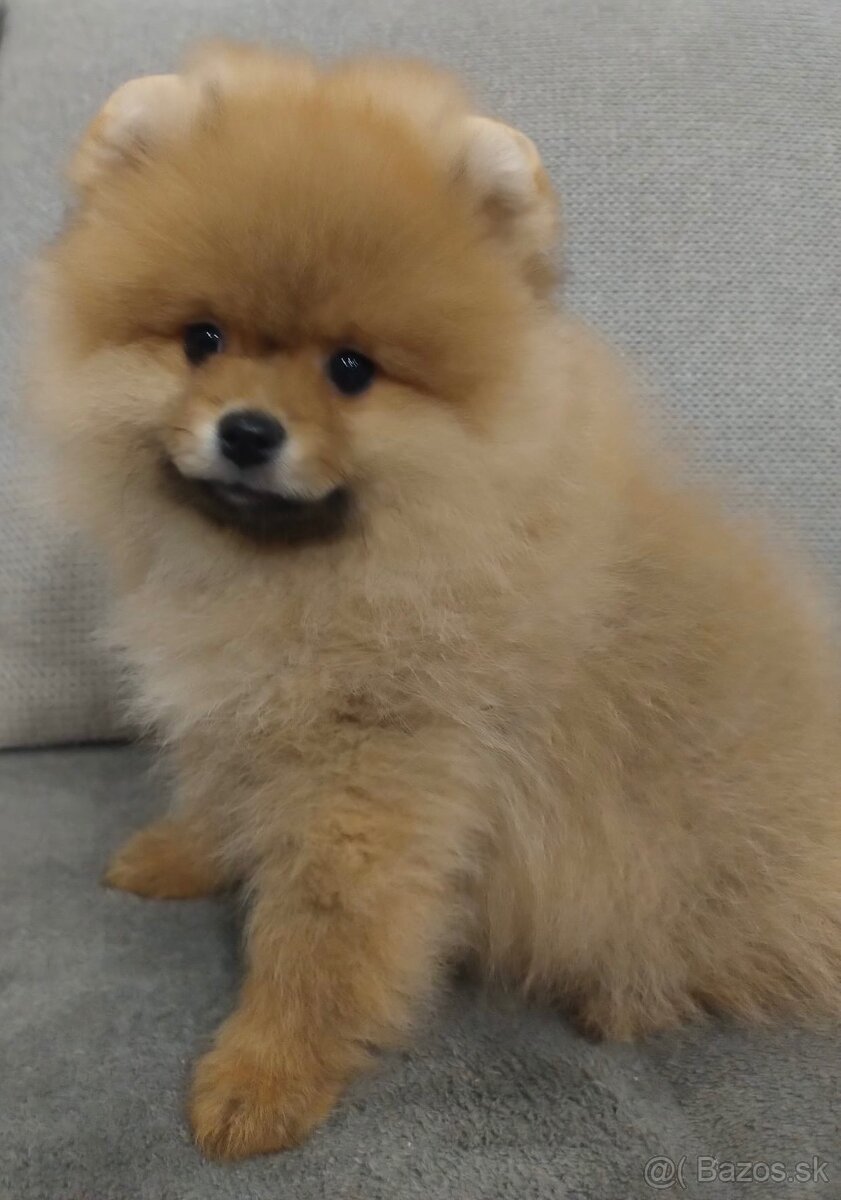Pomeranian