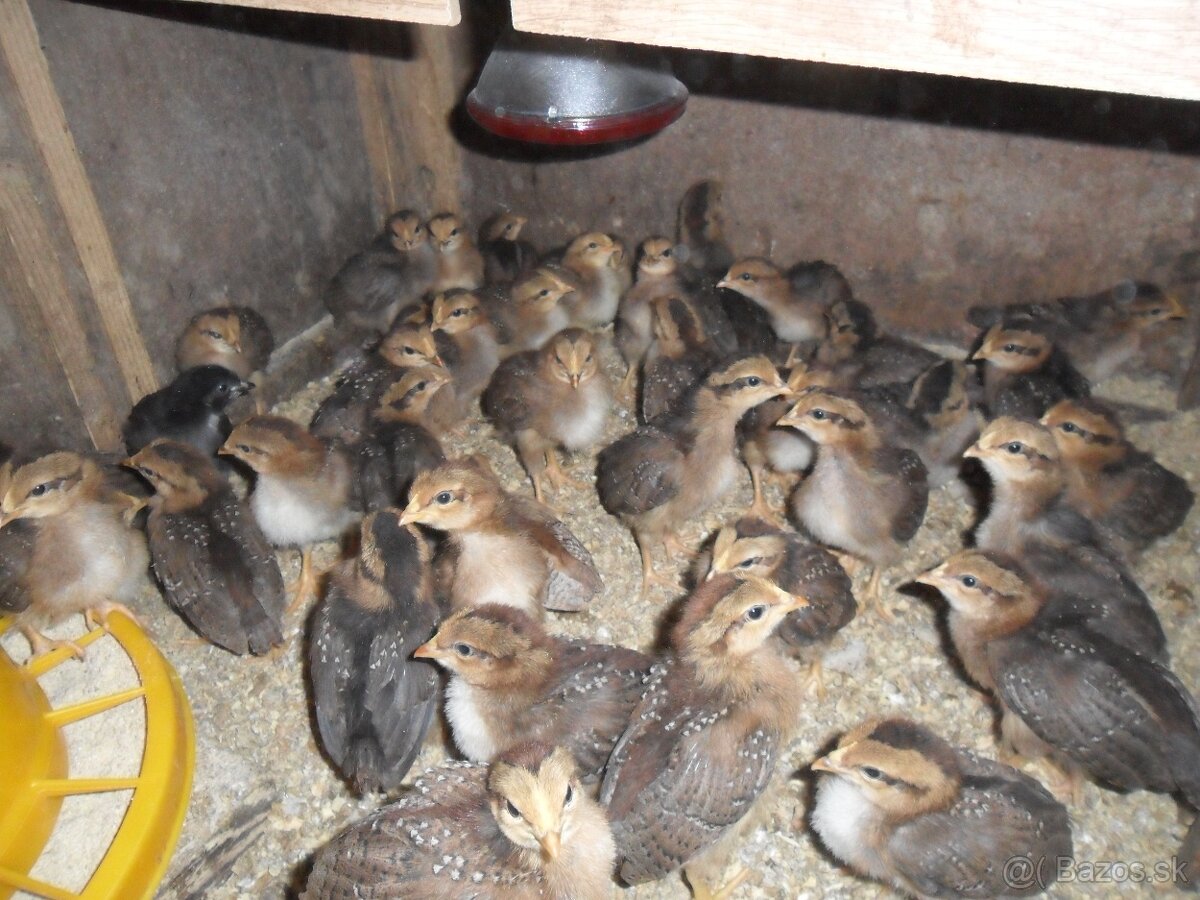 Kuriatka- Vlaška jarabičia