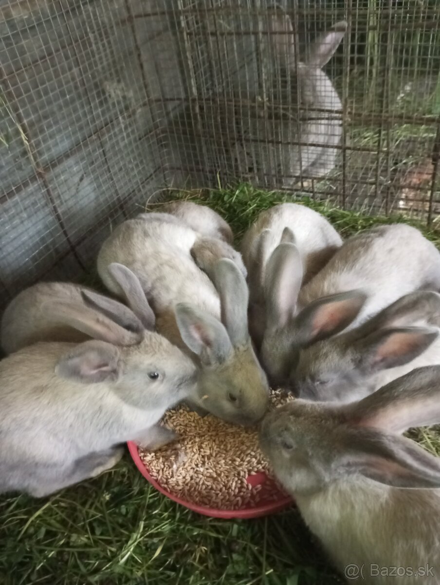 Kralik