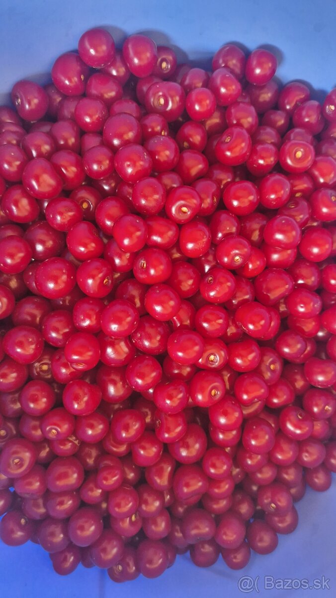Bio višne