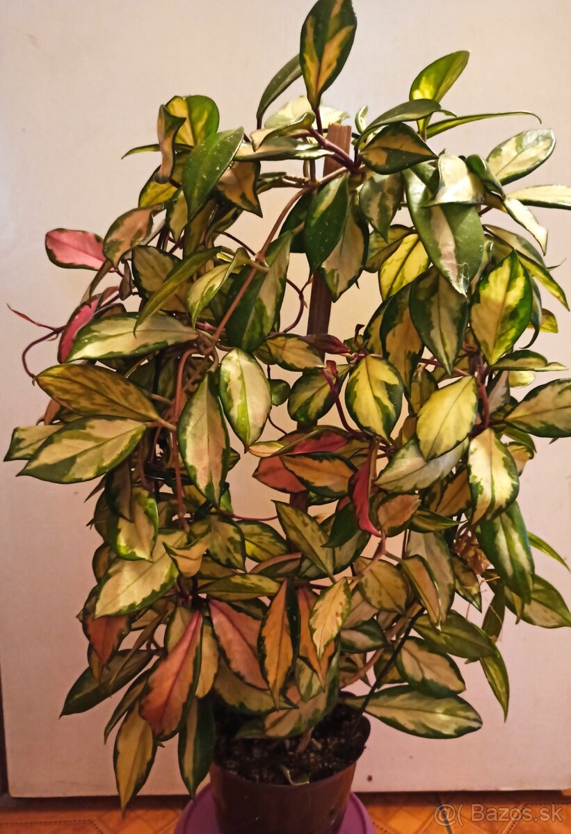 Voskovka - hoya carnosa tricolor