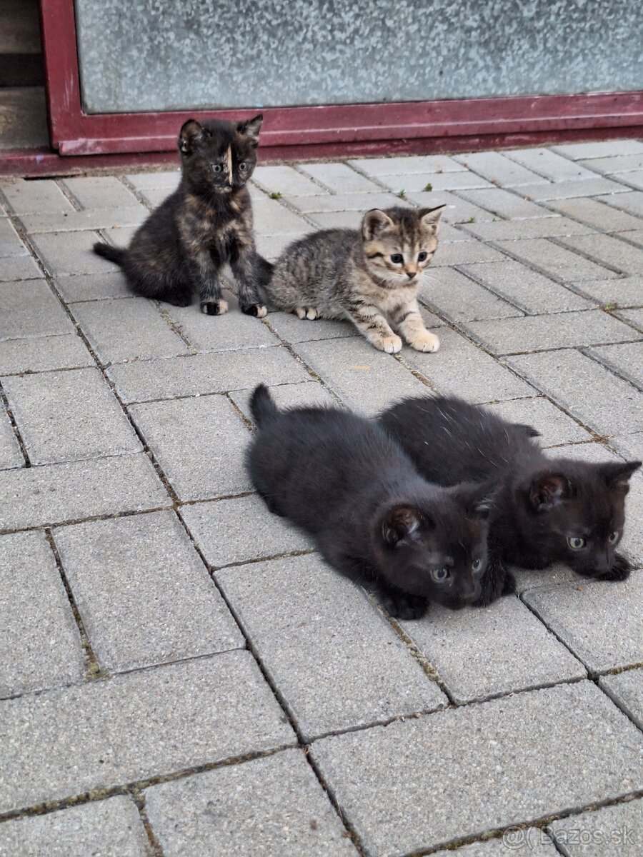 Darujem krásne mačiatka do dobrých a láskavých rúk.