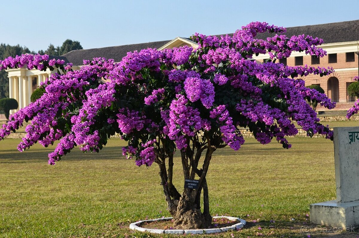 Bugenvilea (červená, fialová, cyklámenová)