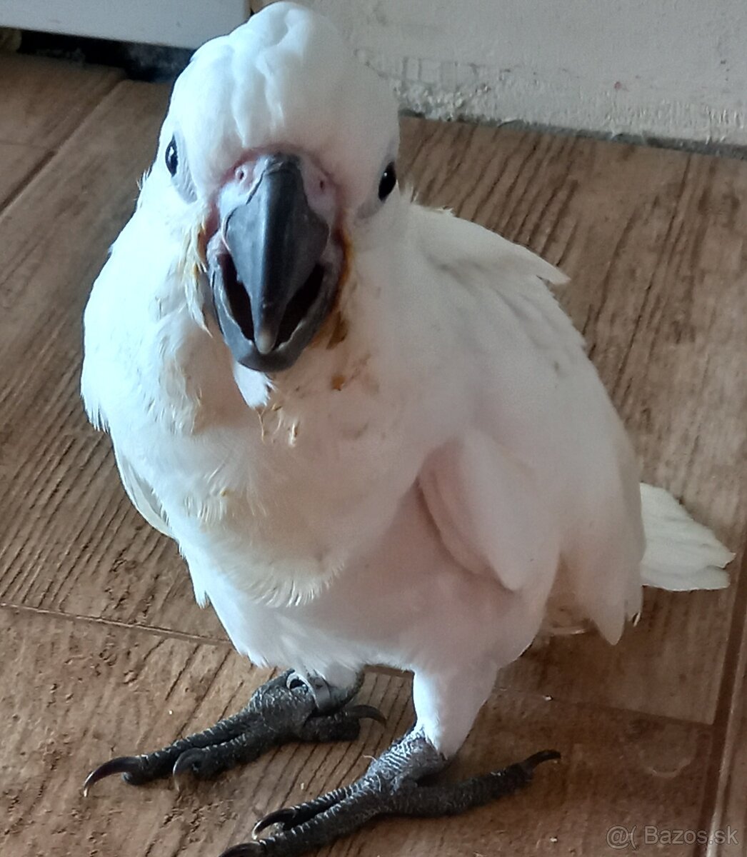 Kakadu alba