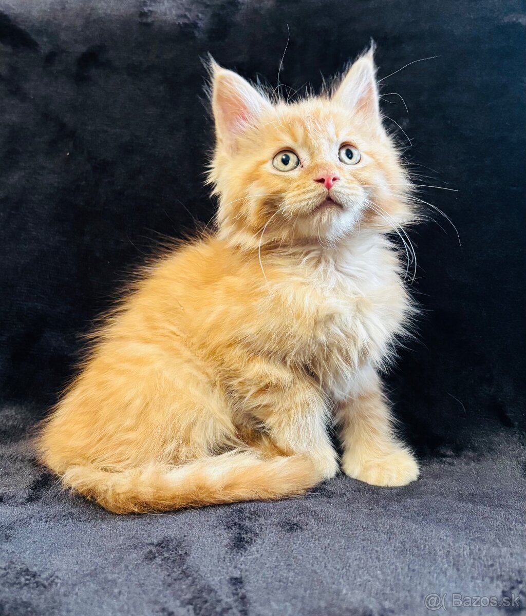 Mainska Mývalia, Maine Coon