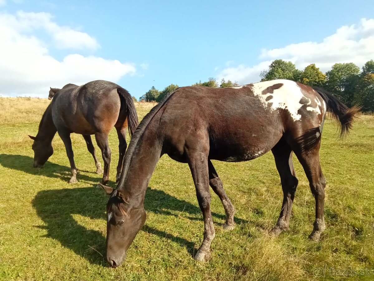 Klisna Appaloosa Horse