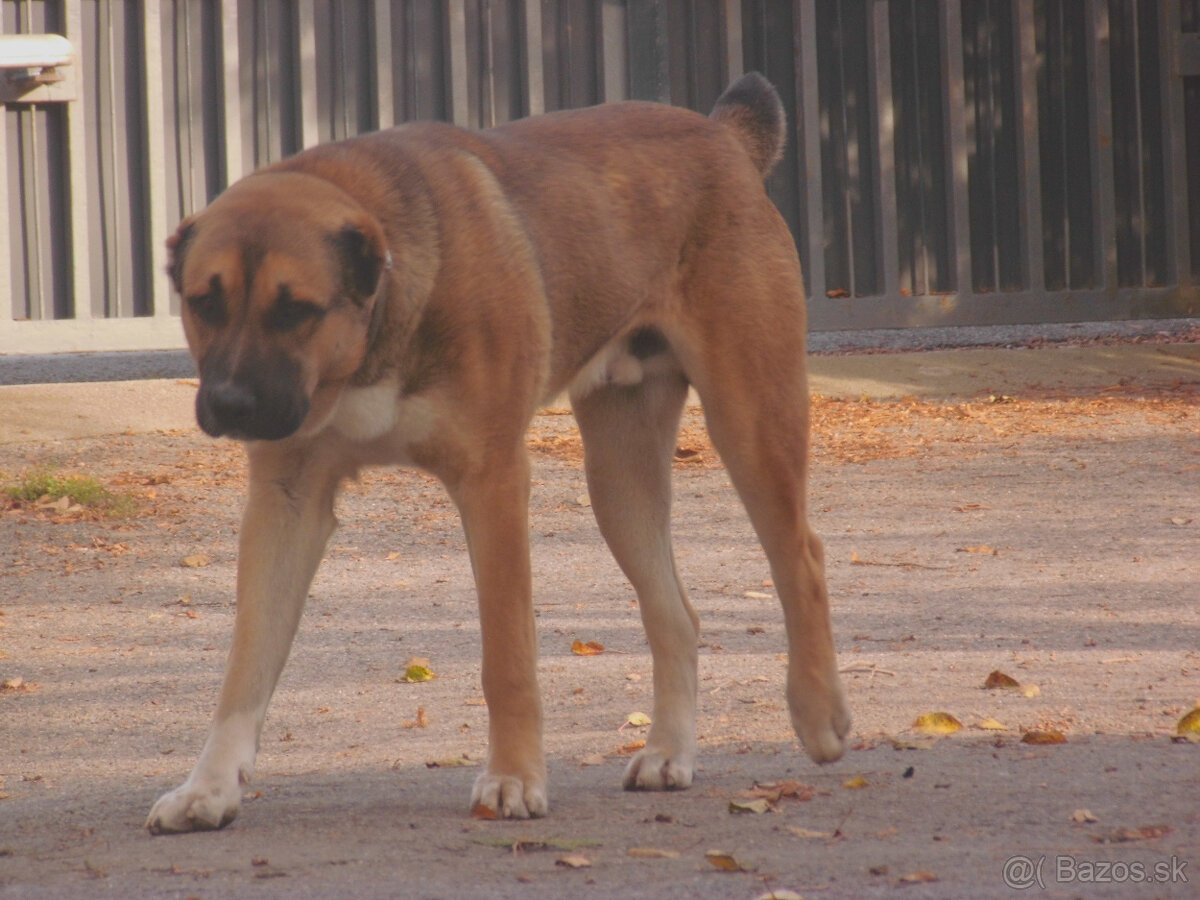 Stredoázijský ovčiak- krytie