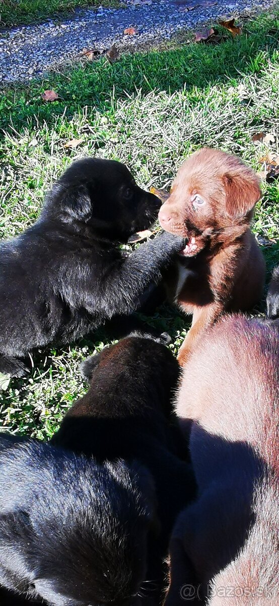 Labrador, šteniatka